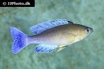 cyprichromis leptosoma cyprichromis leptosoma