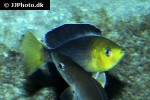cyprichromis leptosoma cyprichromis leptosoma