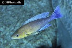 cyprichromis leptosoma cyprichromis leptosoma