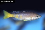 cyprichromis leptosoma cyprichromis leptosoma