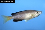cyprichromis leptosoma cyprichromis leptosoma