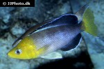 cyprichromis leptosoma cyprichromis leptosoma