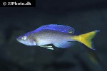 cyprichromis leptosoma cyprichromis leptosoma
