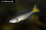 cyprichromis leptosoma cyprichromis leptosoma