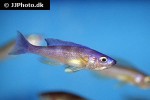 cyprichromis leptosoma cyprichromis leptosoma