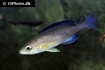 cyprichromis leptosoma cyprichromis leptosoma