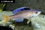 cyprichromis leptosoma cyprichromis leptosoma