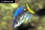 cyprichromis leptosoma cyprichromis leptosoma