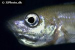 cyprichromis leptosoma cyprichromis leptosoma