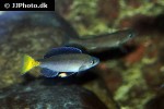 cyprichromis leptosoma cyprichromis leptosoma