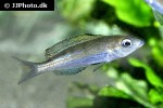 cyprichromis microlepidotus cyprichromis microlepidotus