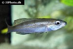 cyprichromis microlepidotus cyprichromis microlepidotus