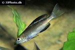 cyprichromis microlepidotus cyprichromis microlepidotus