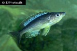 cyprichromis microlepidotus cyprichromis microlepidotus