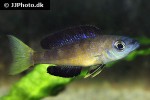 cyprichromis microlepidotus cyprichromis microlepidotus