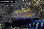 cyprichromis microlepidotus cyprichromis microlepidotus