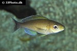 cyprichromis pavo cyprichromis pavo