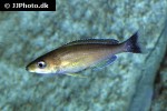 cyprichromis pavo cyprichromis pavo