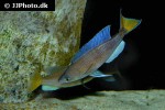cyprichromis pavo cyprichromis pavo