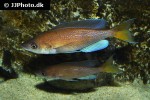cyprichromis pavo cyprichromis pavo