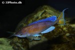 cyprichromis pavo cyprichromis pavo