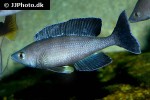 cyprichromis species leptosoma cyprichromis species leptosoma