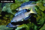 cyprichromis species leptosoma cyprichromis species leptosoma