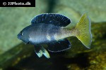cyprichromis species leptosoma cyprichromis species leptosoma