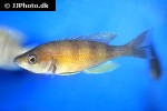 cyprichromis zonatus cyprichromis zonatus
