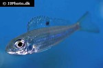 ectodus descampsii ectodus descampsii