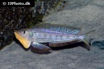enantiopus species kilesa enantiopus species kilesa