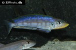 enantiopus species kilesa enantiopus species kilesa