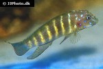 eretmodus cyanostictus eretmodus cyanostictus