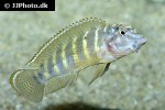 eretmodus cyanostictus eretmodus cyanostictus