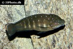 eretmodus cyanostictus eretmodus cyanostictus
