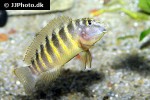 eretmodus cyanostictus eretmodus cyanostictus