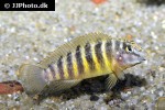 eretmodus cyanostictus eretmodus cyanostictus