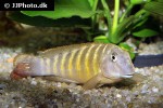 eretmodus cyanostictus eretmodus cyanostictus