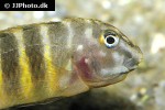eretmodus cyanostictus eretmodus cyanostictus