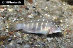 eretmodus cyanostictus eretmodus cyanostictus