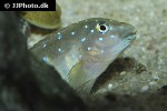 eretmodus cyanostictus eretmodus cyanostictus