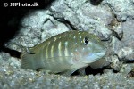 eretmodus cyanostictus eretmodus cyanostictus