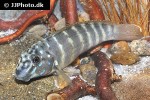 eretmodus marksmithi eretmodus marksmithi