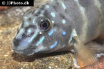 eretmodus marksmithi eretmodus marksmithi