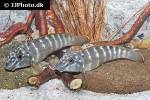 eretmodus marksmithi eretmodus marksmithi