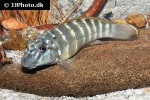 eretmodus marksmithi eretmodus marksmithi