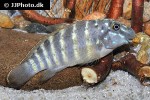 eretmodus marksmithi eretmodus marksmithi