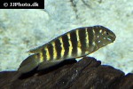 eretmodus marksmithi eretmodus marksmithi