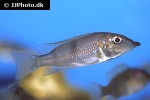 gnathochromis permaxillaris gnathochromis permaxillaris