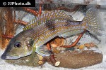 gnathochromis permaxillaris gnathochromis permaxillaris